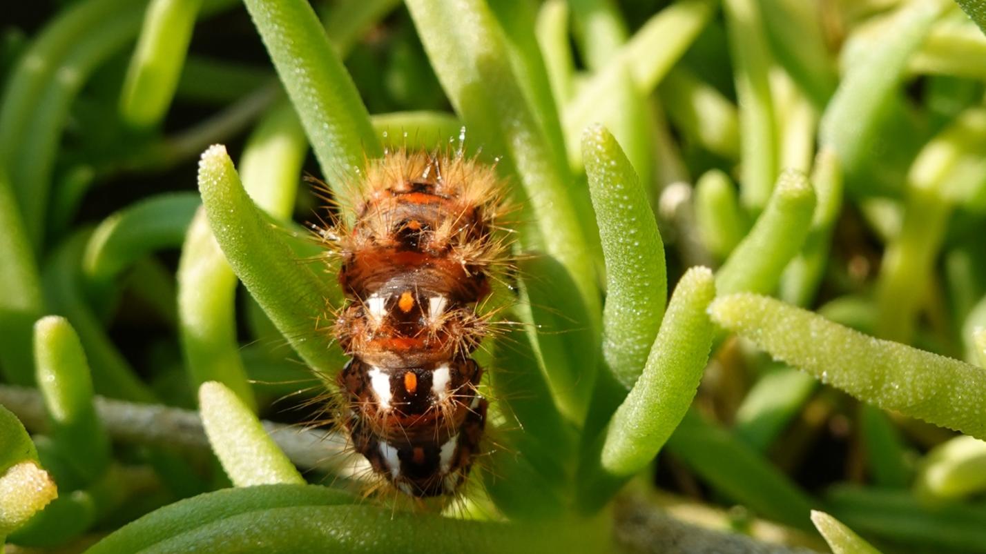 Raupe des Nachtfalters Ampfereule